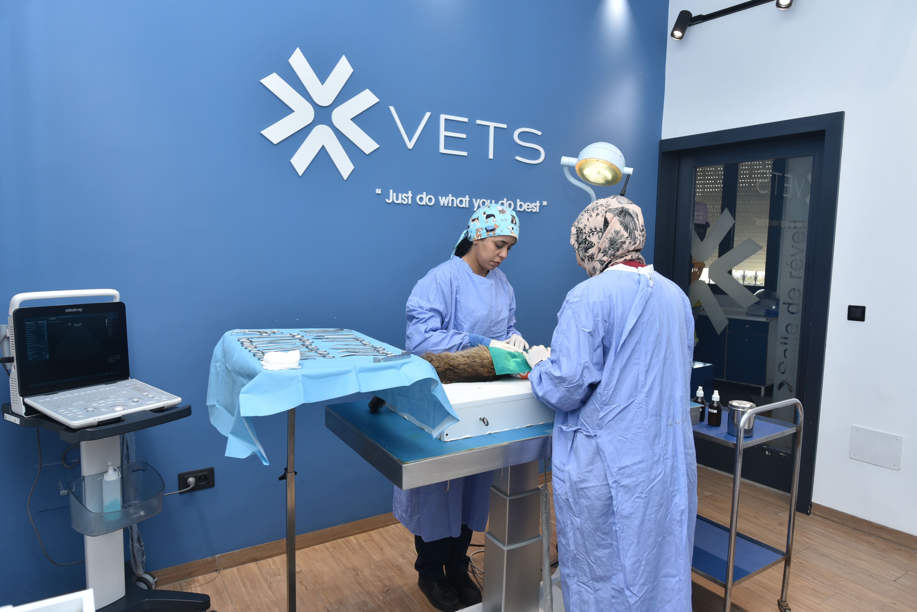 sterilisation-chat-tunisie